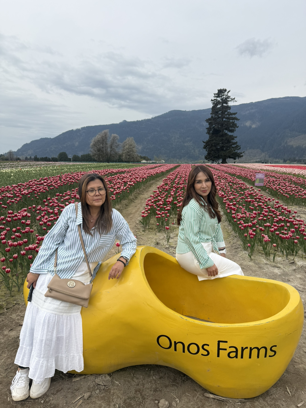Agassiz - Harrison Tulip Spring Fields - 圖 4