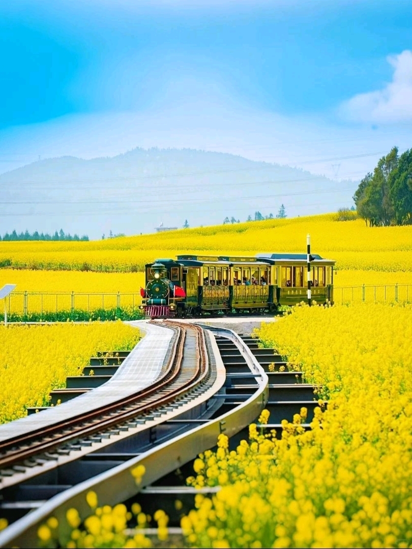 The magnificent golden canola fields of Luoping