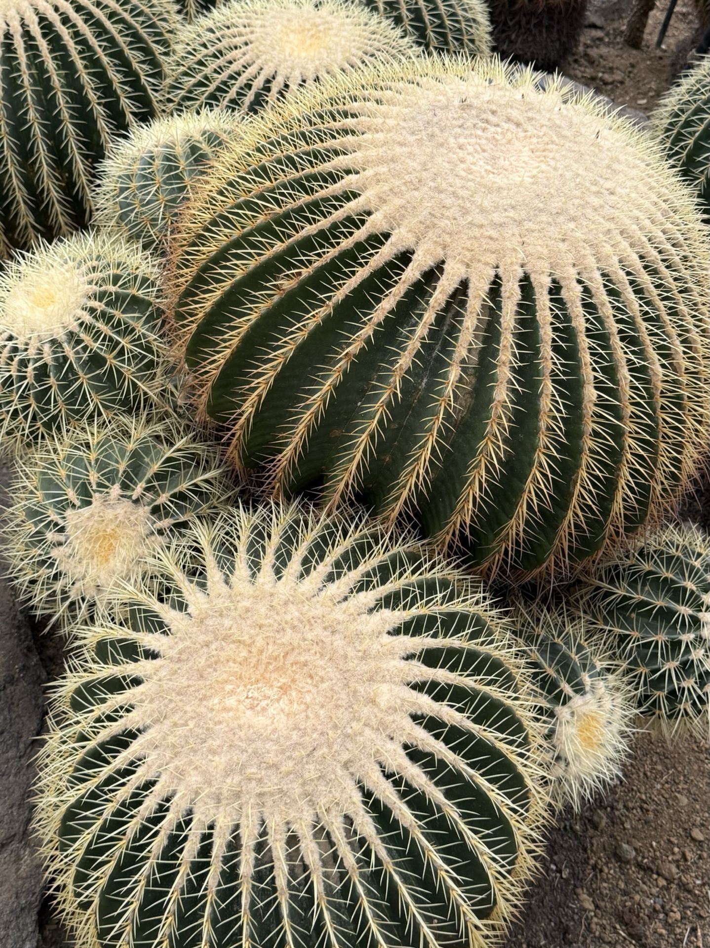 🌵 Bộ sưu tập cây mọng nước tại vườn thú Izu Shaboten: Vương quốc xương rồng dưới chân núi Fuji