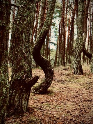 Canada Quebec Jacques-Cartier Valley Mossy Tundra Forest Edgeeasytravelpost