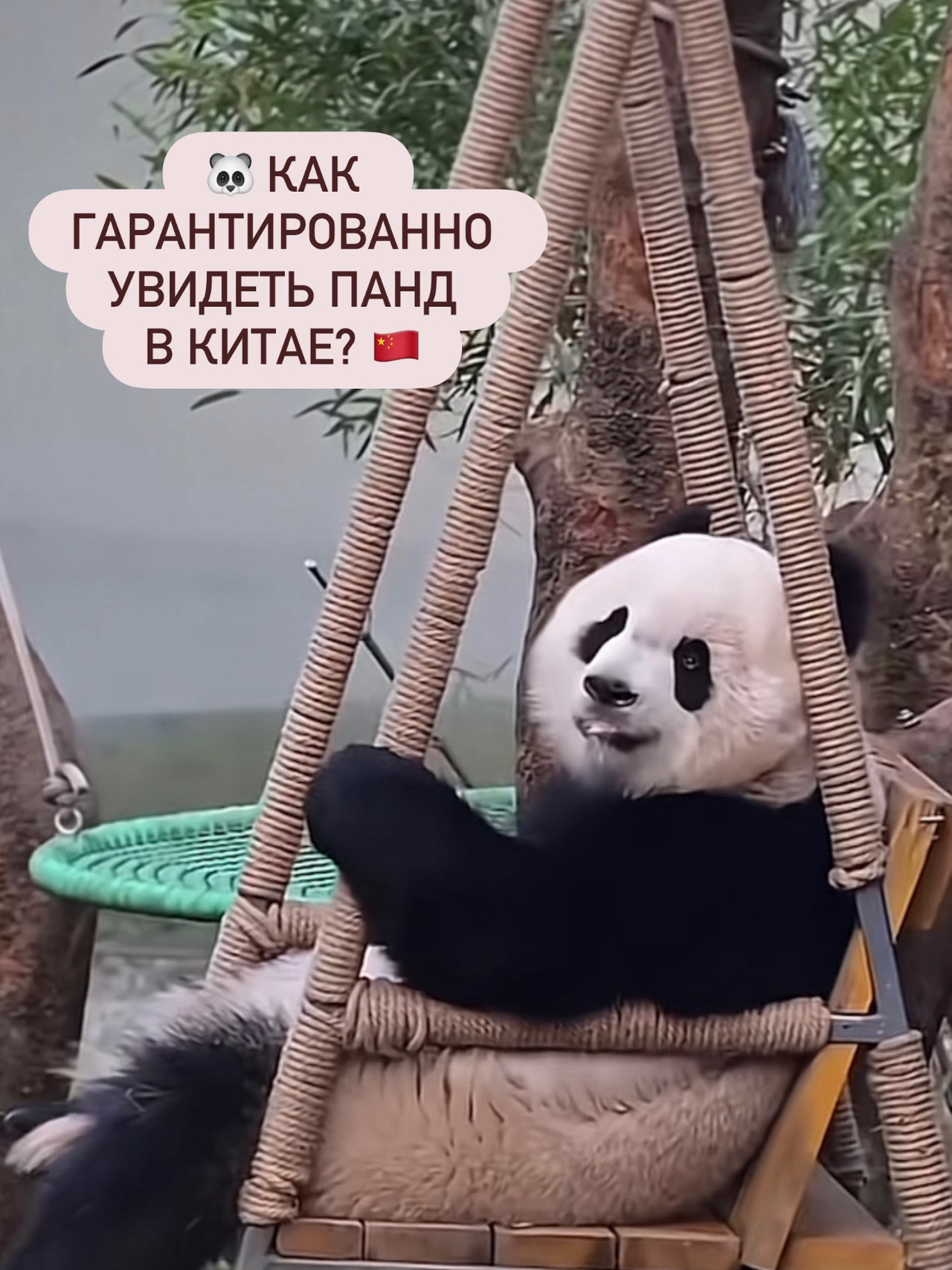 как гарантированно увидеть панд в Китае? 🇨🇳