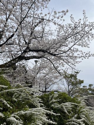  Satsukiyama Park : Away From the Busy Streets 🌿🇯🇵