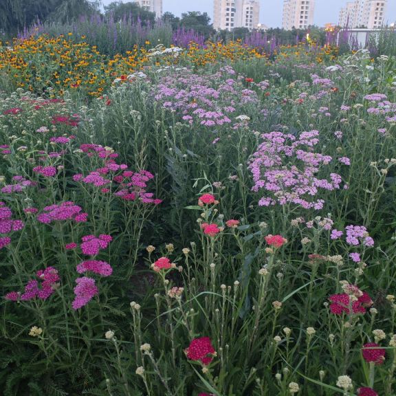 💜 Jinchang, Gansu | Where Technology Cultivates Romance