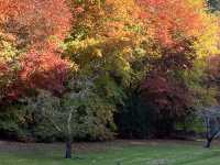 Adelaide 紅葉🍁秘景