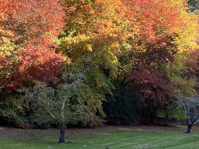 Adelaide 紅葉🍁秘景