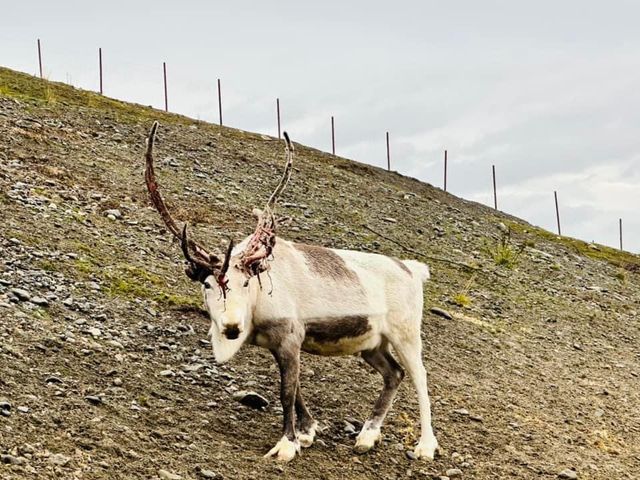 挪威🇳🇴餐廳-Sami Siida馴鹿肉風味餐