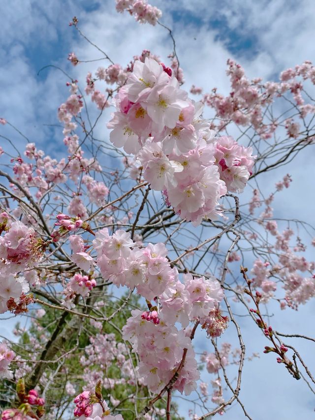 🇨🇭스위스 제네바 : 제네바의 봄꽃들 🌸💖