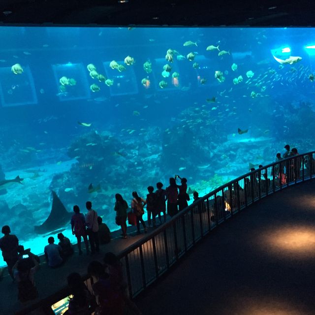 🇸🇬 新加坡SEA海洋館S.E.A. Aquarium - 超級治癒的地方