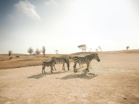 Al Ain Zoo  🐪