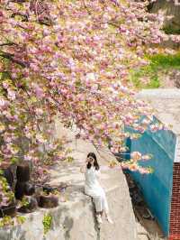 완산칠봉꽃동산 🌸