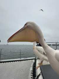 Boat trip with pelicans