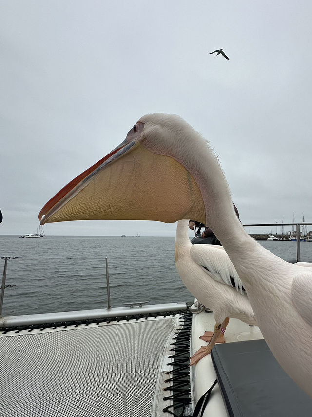 Boat trip with pelicans
