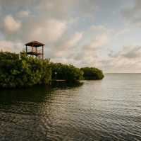   Kolkheti national park-the defender of nature