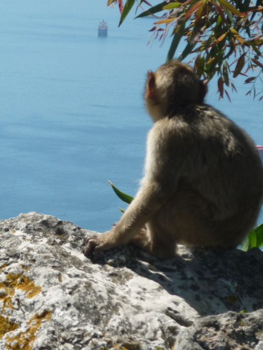 The Monkeys of Gibraltar: Europe’s Only Wild Primates