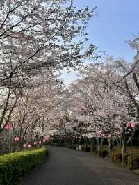 Spring Colors at Kagawaken Kimbuchi Forest Park