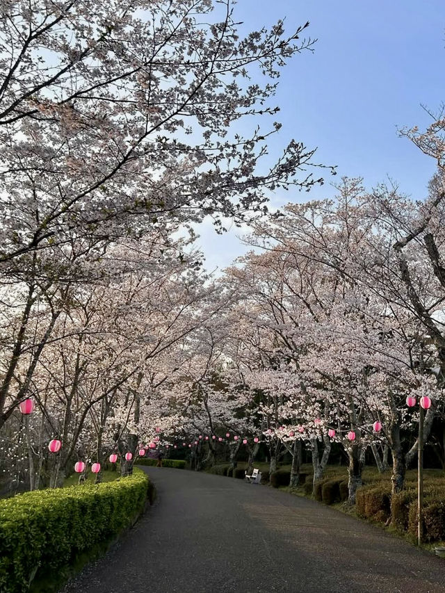 Spring Colors at Kagawaken Kimbuchi Forest Park