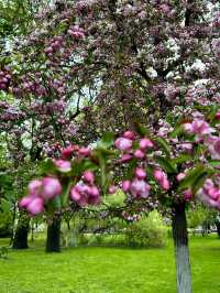 Blooming next to the Kremlin