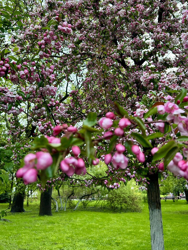 Blooming next to the Kremlin