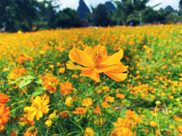 🌿 I Thought I’d Seen Beautiful – Then I Found Yangshuo 🇨🇳