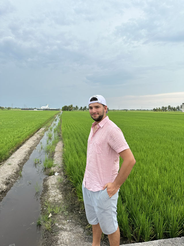 Sekinchan Paddy Gallery: Where Rice Meets Discovery
