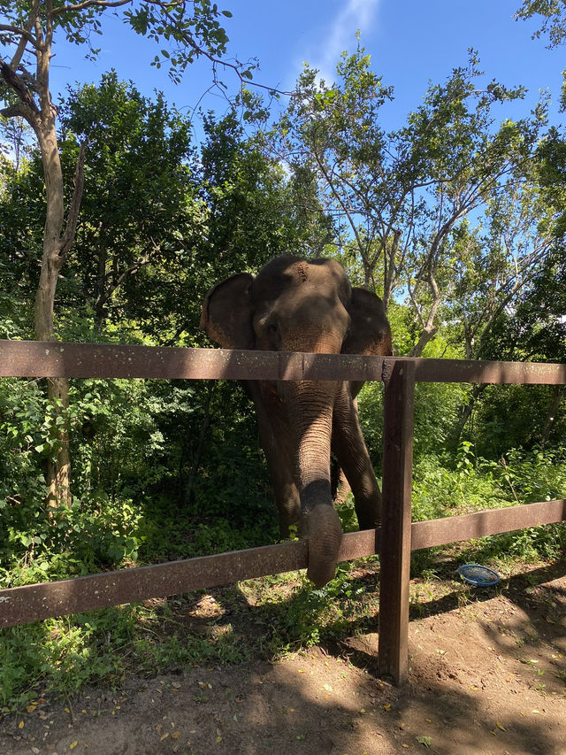 🐘 Yala National Park – A Wildlife Wonderland in Southern Sri Lanka 🌿
