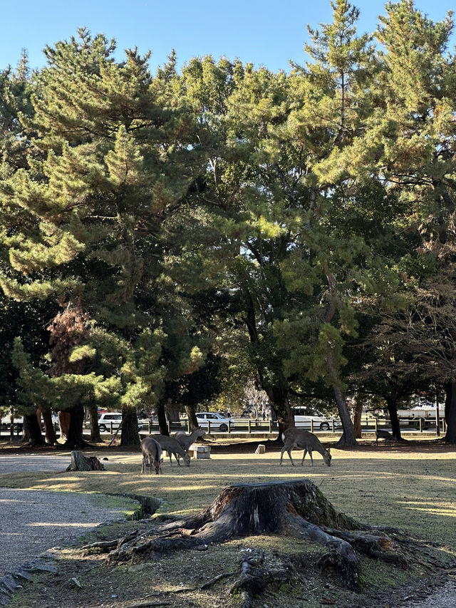 Japan Itinerary 3: Just back from a deep-dive day in Nara