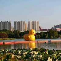 Quirky Lakeside Fun – The Giant Duck of Ganzhou 🦆🌟