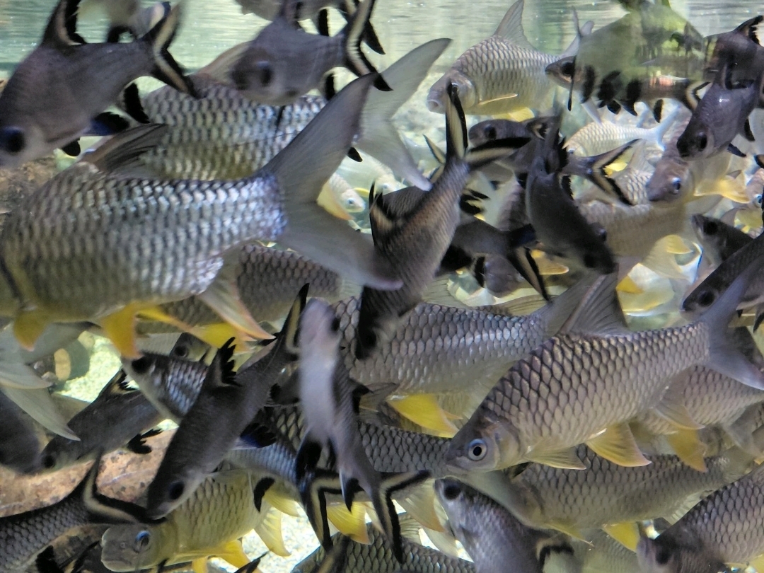 ⭐⭐⭐⭐⭐

Absolutely amazing experience! 🐠🐬🦭

Zhengzhou Aquarium was honestly such a wonderful experience! From the moment we arrived, we were impressed by how much there was to see. The variety of marine life was incredible, and every section had something interesting and beautiful to discover.

The aquarium is much bigger than I expected, with so many different exhibits, fascinating fish, penguins, jellyfish and other marine animals. The shows were definitely a highlight and made the whole experience even more exciting!

It’s a fantastic place for families, children, or anyone who loves marine life. We had such a lovely time exploring everything, taking photos, and enjoying the atmosphere. You can easily spend several hours here without getting bored.

A definite must-visit in Zhengzhou! We absolutely loved our day here and would happily come back again. 🐠💙🐬✨#aquarium #zhengzhou 