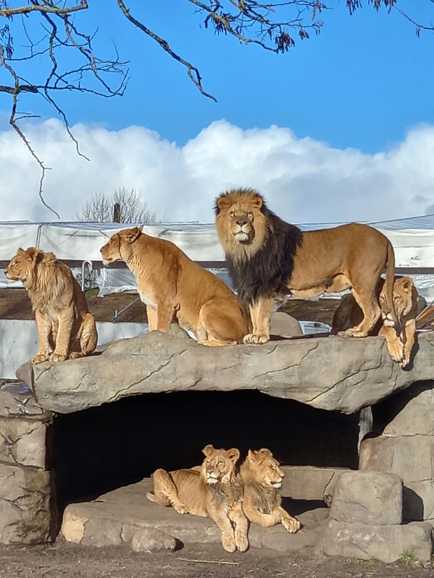 From Giant Pandas to Malayan Tapirs and Skyline City Views: A Fun Day at Copenhagen Zoo