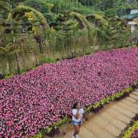 Buwakani ni Alejandro garden Lapu Lapu city