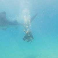 Diving with whale sharks 🇵🇭 