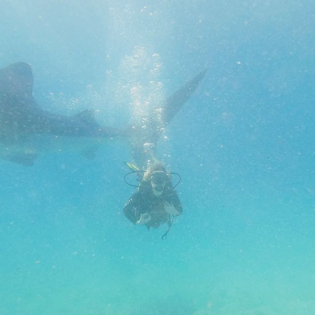 Diving with whale sharks 🇵🇭 