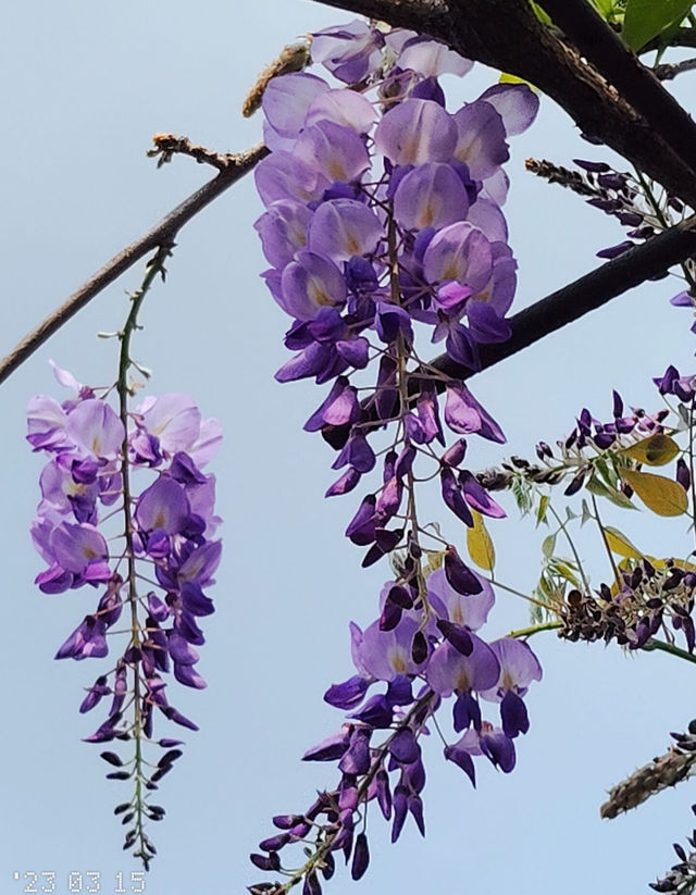 Hong Kong Flower Appreciation | Beautiful blooming of Wisteria at Shenzhen's Qingkuai Tang