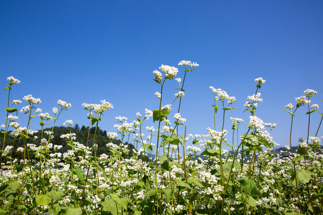 Bongpyeong Buckwheat Flower Festival