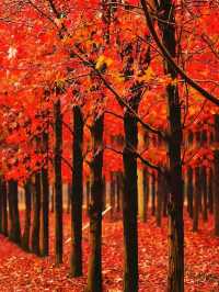 不是日本,真的真的是上海!!