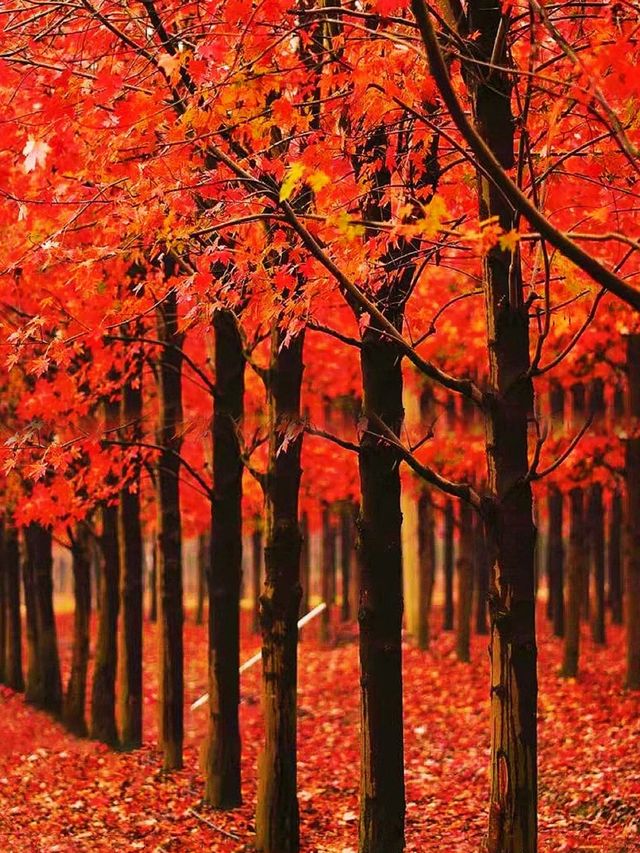 不是日本,真的真的是上海!! 不是日本,真的真的是上海!!