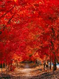 不是日本,真的真的是上海!!