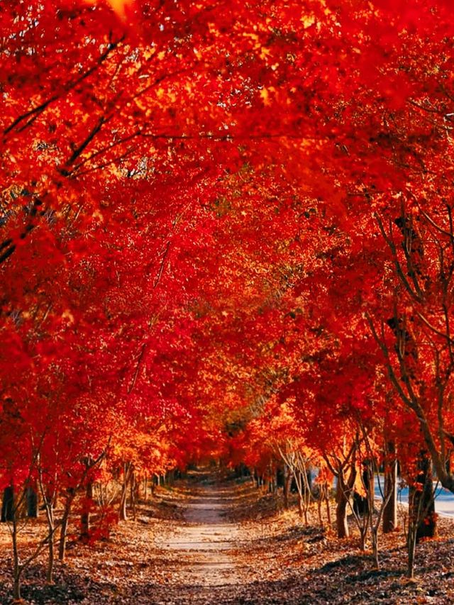 不是日本,真的真的是上海!! 不是日本,真的真的是上海!!