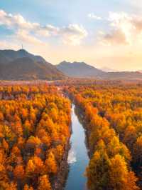 巧了！拍了國家地理同款水上落羽紅杉林
