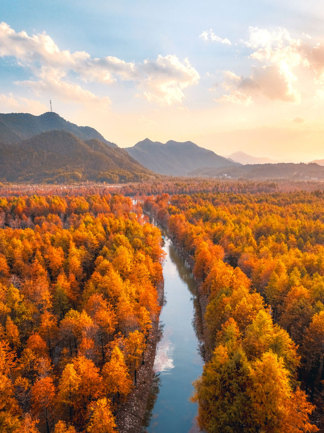 巧了！拍了國家地理同款水上落羽紅杉林
