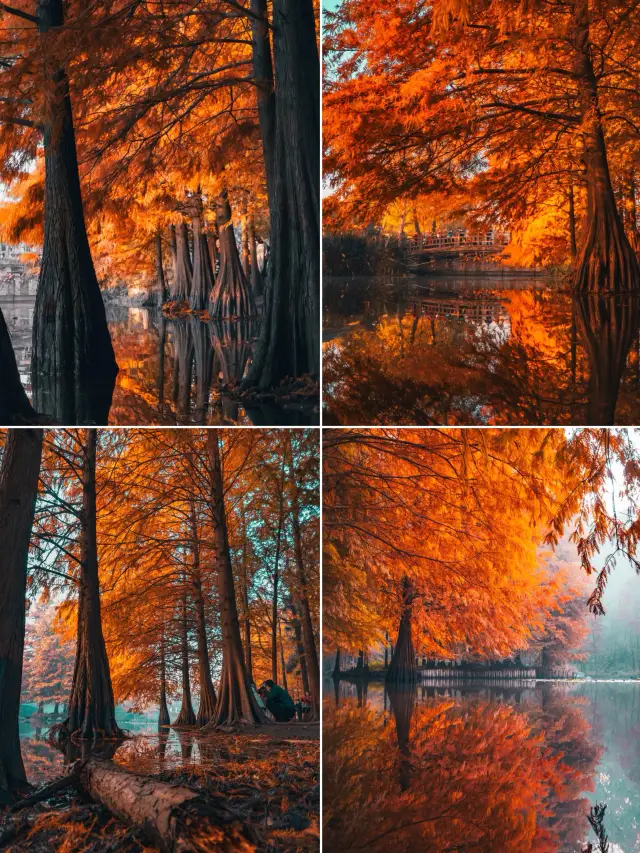 The Metasequoia in Nanjing Ming Xiaoling Mausoleum takes you into the exquisite world of oil painting
