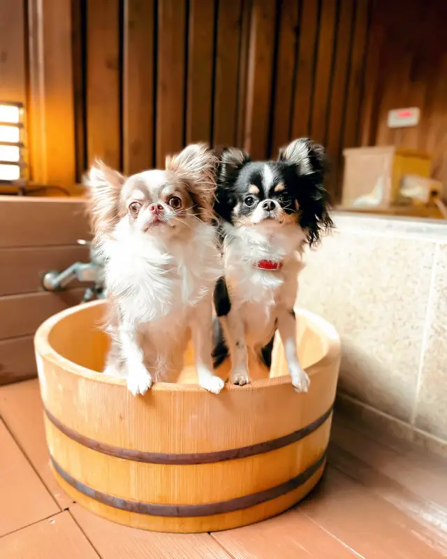 A pet-friendly resort in Hakone 🐕