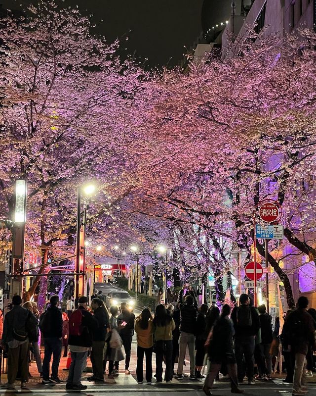 東京の桜スポット🌸 昼夜の魅力が溢れる