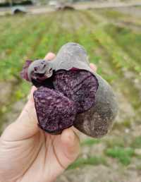 誰能拒絕紫金剛土豆、絕絕紫的寶塔花菜？