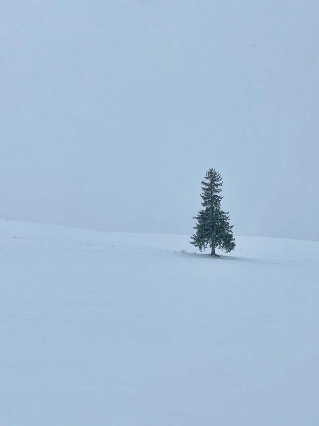 為什麼這麼多人來拍這顆孤獨的聖誕樹啊？