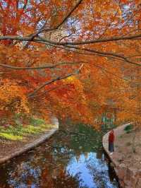 上海共青森林公園旅遊攻略