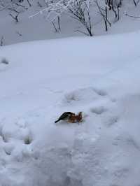 雪鄉、雪谷兩日遊｜雪谷徒步反穿羊草山版