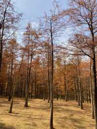 比油畫還美深圳醉美落羽紅杉