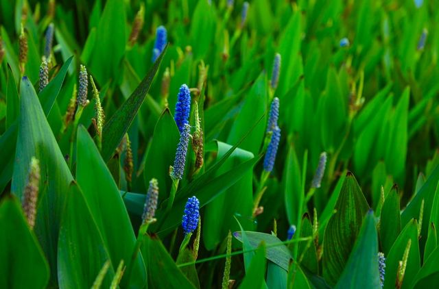 四川成都｜南郊公園｜逛城市中的桃花源