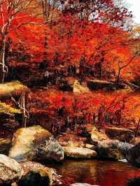 本溪頂級秋色｜看漫山紅遍、聽葉落清泉